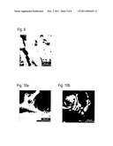 Textile Composite Material for Decontaminating the Skin diagram and image