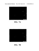 MELT-EXTRUDED ARTICLES WITH SMOOTH SURFACES diagram and image