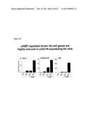 Molecular Control of Brown Fat Differentiation and Engergy Expenditure diagram and image