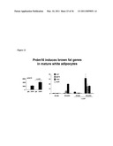 Molecular Control of Brown Fat Differentiation and Engergy Expenditure diagram and image