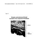 Molecular Control of Brown Fat Differentiation and Engergy Expenditure diagram and image