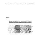 Molecular Control of Brown Fat Differentiation and Engergy Expenditure diagram and image