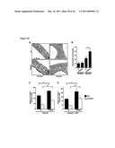 Molecular Control of Brown Fat Differentiation and Engergy Expenditure diagram and image