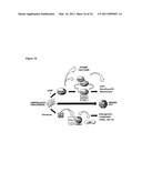 Molecular Control of Brown Fat Differentiation and Engergy Expenditure diagram and image