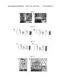 CELLULAR THERAPEUTIC AGENT FOR INCONTINENCE OR URINE COMPRISING STEM CELLS ORIGINATED FROM DECIDUA OR ADIPOSE diagram and image