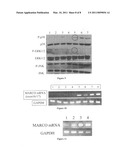 ENHANCED DENDRITIC CELLS FOR CANCER IMMUNOTHERAPY diagram and image