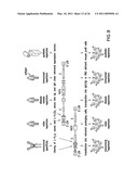 Method for the Generation of Genetically Modified Vertebrate Precursor Lymphocytes and Use Thereof for the Production of Heterologous Binding Proteins diagram and image