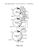 Method for the Generation of Genetically Modified Vertebrate Precursor Lymphocytes and Use Thereof for the Production of Heterologous Binding Proteins diagram and image