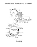 Method for the Generation of Genetically Modified Vertebrate Precursor Lymphocytes and Use Thereof for the Production of Heterologous Binding Proteins diagram and image