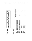 ESPFU NUCLEIC ACIDS AND PROTEINS AND USES THEREOF diagram and image