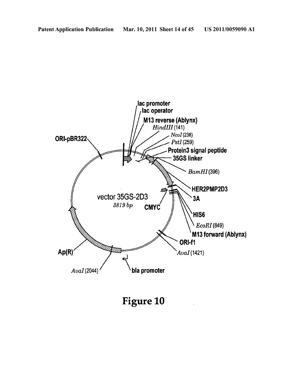 AMINO ACID SEQUENCES DIRECTED AGAINST HER2 AND POLYPEPTIDES COMPRISING THE SAME FOR THE TREATMENT OF CANCERS AND/OR TUMORS - diagram, schematic, and image 15