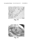 USE OF AN ANTI-TAU PS422 ANTIBODY FOR THE TREATMENT OF BRAIN DISEASES diagram and image