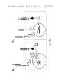 Targeting of Notch3 Receptor Function for Cancer Therapy diagram and image