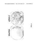 Targeting of Notch3 Receptor Function for Cancer Therapy diagram and image