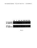 Targeting of Notch3 Receptor Function for Cancer Therapy diagram and image