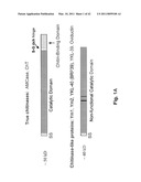 C/CLP Antagonists And Methods Of Use Thereof diagram and image