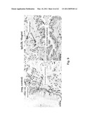 C/CLP Antagonists And Methods Of Use Thereof diagram and image