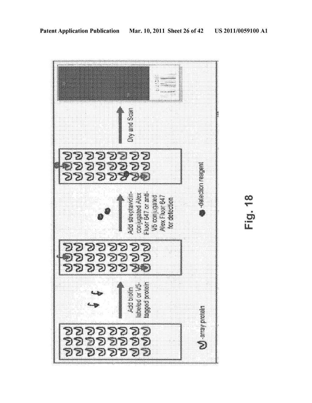 C/CLP Antagonists And Methods Of Use Thereof - diagram, schematic, and image 27