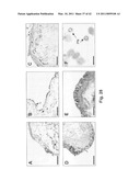 C/CLP Antagonists And Methods Of Use Thereof diagram and image