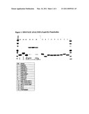 Amino Acid Sequences Directed Against Il-6 And Polypetides Comprising The Same For The Treatment Of Diseases And Disorders Associated With Il-6 Mediated Signalling diagram and image