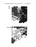 LOCALIZATION AND CHARACTERIZATION OF FLAVIVIRUS ENVELOPE GLYCOPROTEIN CROSS-REACTIVE EPITOPES AND METHODS FOR THEIR USE diagram and image