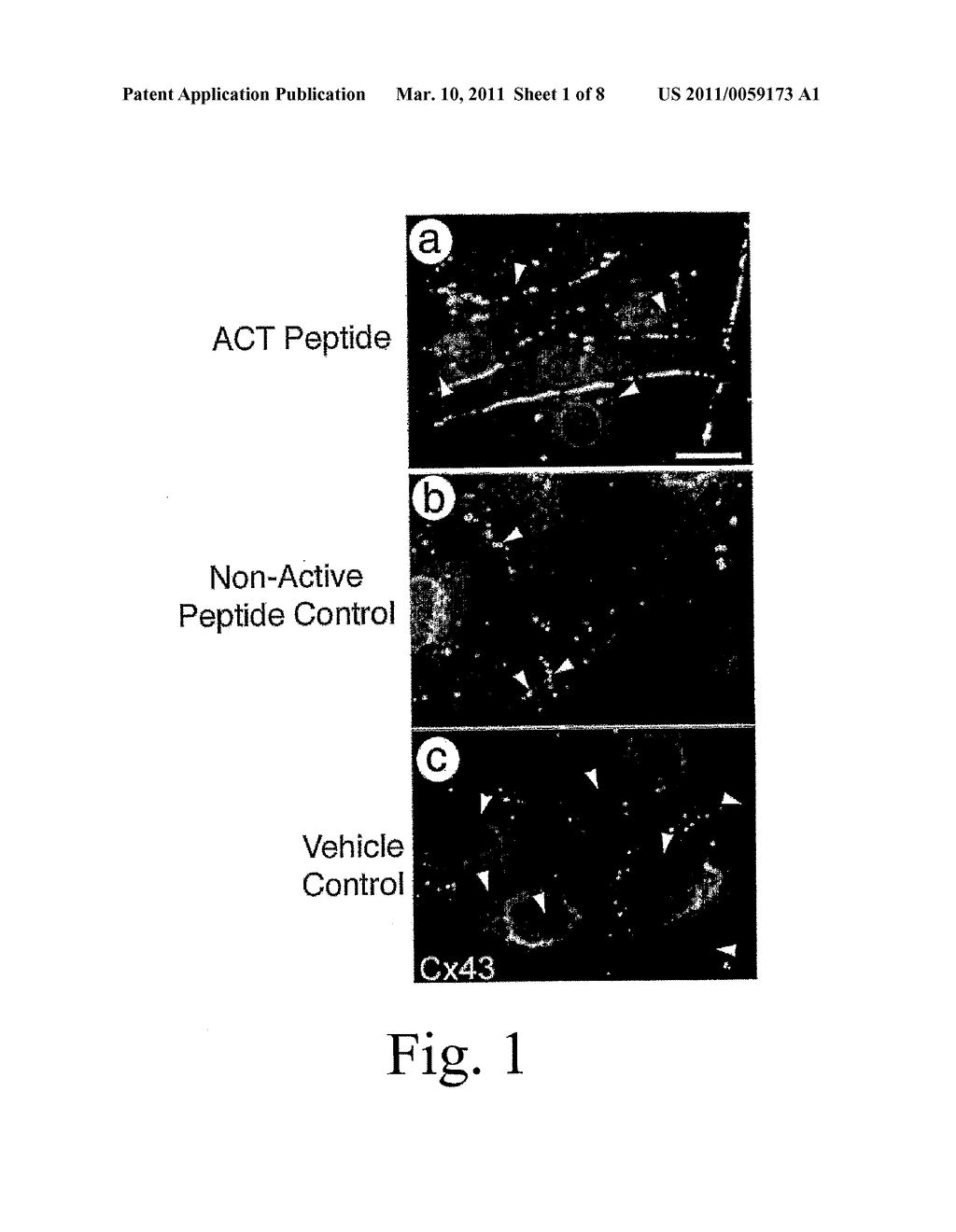 COMPOSITIONS AND METHODS FOR PROMOTING WOUND HEALING AND TISSUE REGENERATION - diagram, schematic, and image 02