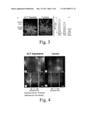 COMPOSITIONS AND METHODS FOR PROMOTING WOUND HEALING AND TISSUE REGENERATION diagram and image