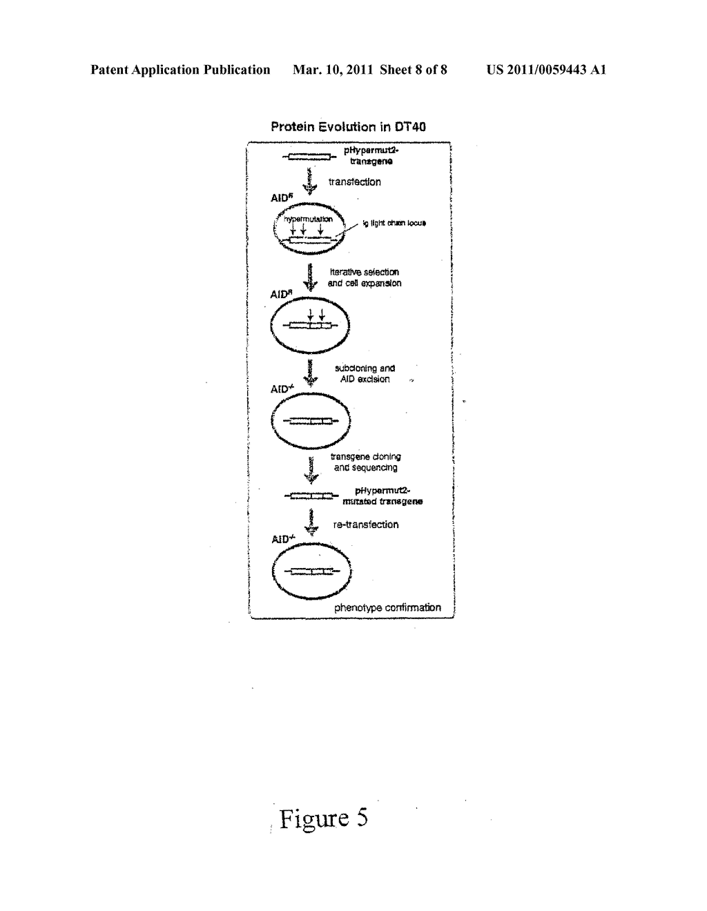 FLUORESCENT GFP VARIANT DISPLAYING HIGHLY INCREASED FLUORESCENCE INTENSITY WITHOUT A SPECTRAL SHIFT - diagram, schematic, and image 09