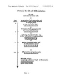 System for the Cell-Specific and Development-Specific Selection of Differentiating Embryonic Stem Cells, Adult Stem Cells and Embryonic Germline Cells diagram and image