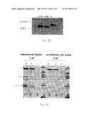 REAGENTS AND METHODS FOR DETECTING INFLUENZA VIRUS PROTEINS diagram and image