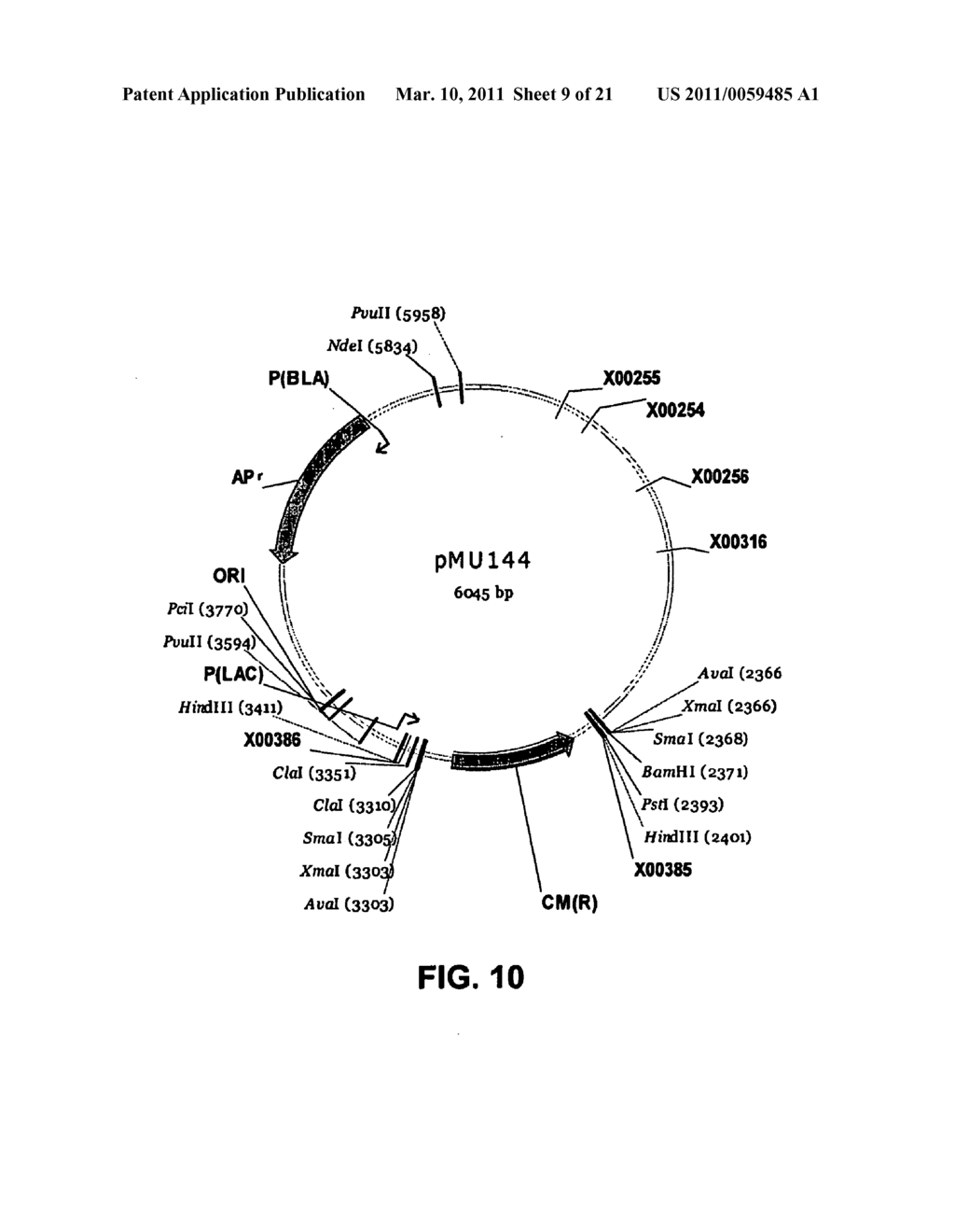 Plasmids from Thermophilic Organisms, Vectors Derived Therefrom, and Uses Thereof - diagram, schematic, and image 10