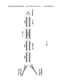 METHOD AND APPARATUS FOR CONVERSION OF MULTIPLE ANALYTE CATION TYPES TO A SINGLE ANALYTE ANION TYPE VIA ION/ION CHARGE INVERSION diagram and image