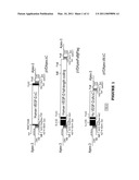 EXPRESSION VECTORS AND CELL LINES EXPRESSING VASCULAR ENDOTHELIAL GROWTH FACTOR D, AND METHOD OF TREATING MELANOMAS diagram and image