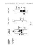 EXPRESSION VECTORS AND CELL LINES EXPRESSING VASCULAR ENDOTHELIAL GROWTH FACTOR D, AND METHOD OF TREATING MELANOMAS diagram and image