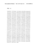 EXPRESSION VECTORS AND CELL LINES EXPRESSING VASCULAR ENDOTHELIAL GROWTH FACTOR D, AND METHOD OF TREATING MELANOMAS diagram and image