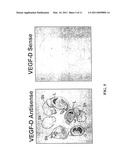 EXPRESSION VECTORS AND CELL LINES EXPRESSING VASCULAR ENDOTHELIAL GROWTH FACTOR D, AND METHOD OF TREATING MELANOMAS diagram and image