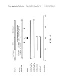 EXPRESSION VECTORS AND CELL LINES EXPRESSING VASCULAR ENDOTHELIAL GROWTH FACTOR D, AND METHOD OF TREATING MELANOMAS diagram and image