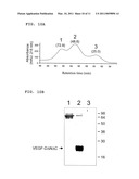 EXPRESSION VECTORS AND CELL LINES EXPRESSING VASCULAR ENDOTHELIAL GROWTH FACTOR D, AND METHOD OF TREATING MELANOMAS diagram and image