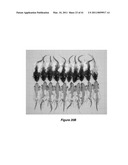 VITAMIN D3 AND ANALOGS THEREOF FOR TREATING ALOPECIA diagram and image