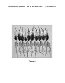 VITAMIN D3 AND ANALOGS THEREOF FOR TREATING ALOPECIA diagram and image