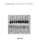 VITAMIN D3 AND ANALOGS THEREOF FOR TREATING ALOPECIA diagram and image