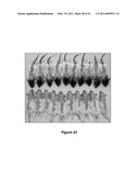 VITAMIN D3 AND ANALOGS THEREOF FOR TREATING ALOPECIA diagram and image