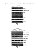 APPROACHES TO TREAT CANCER USING HB-EGF INHIBITORS diagram and image