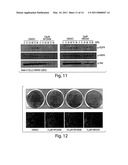 APPROACHES TO TREAT CANCER USING HB-EGF INHIBITORS diagram and image