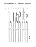 MATRIX ATTACHMENT REGIONS (MARS) FOR INCREASING TRANSCRIPTION AND USES THEREOF diagram and image