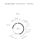 S-ADENOSYL-L-METHIONINE SYNTHETASE PROMOTER AND ITS USE IN EXPRESSION OF TRANSGENIC GENES IN PLANTS diagram and image