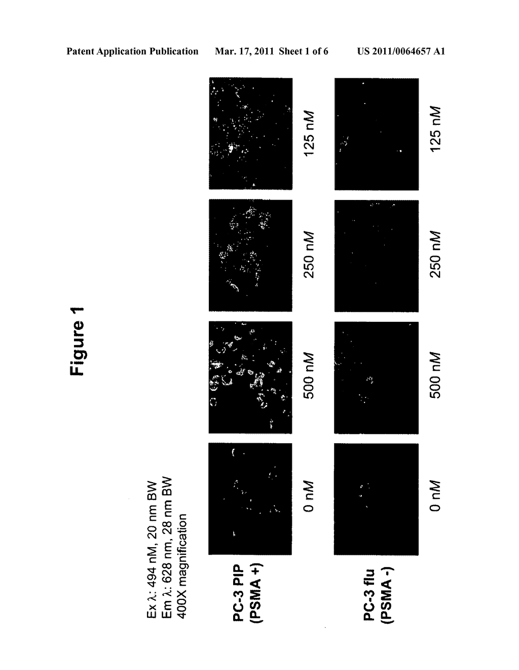 LABELED INHIBITORS OF PROSTATE SPECIFIC MEMBRANE ANTIGEN (PSMA), BIOLOGICAL EVALUATION, AND USE AS IMAGING AGENTS - diagram, schematic, and image 02