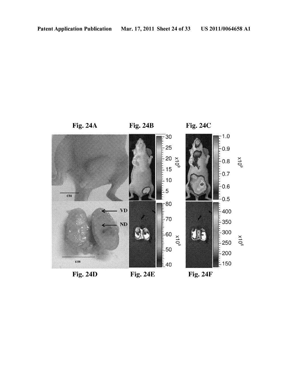 RGD-(bacterio)chlorophyll conjugates for photodynamic therapy and Imaging of Necrotic tumors - diagram, schematic, and image 25