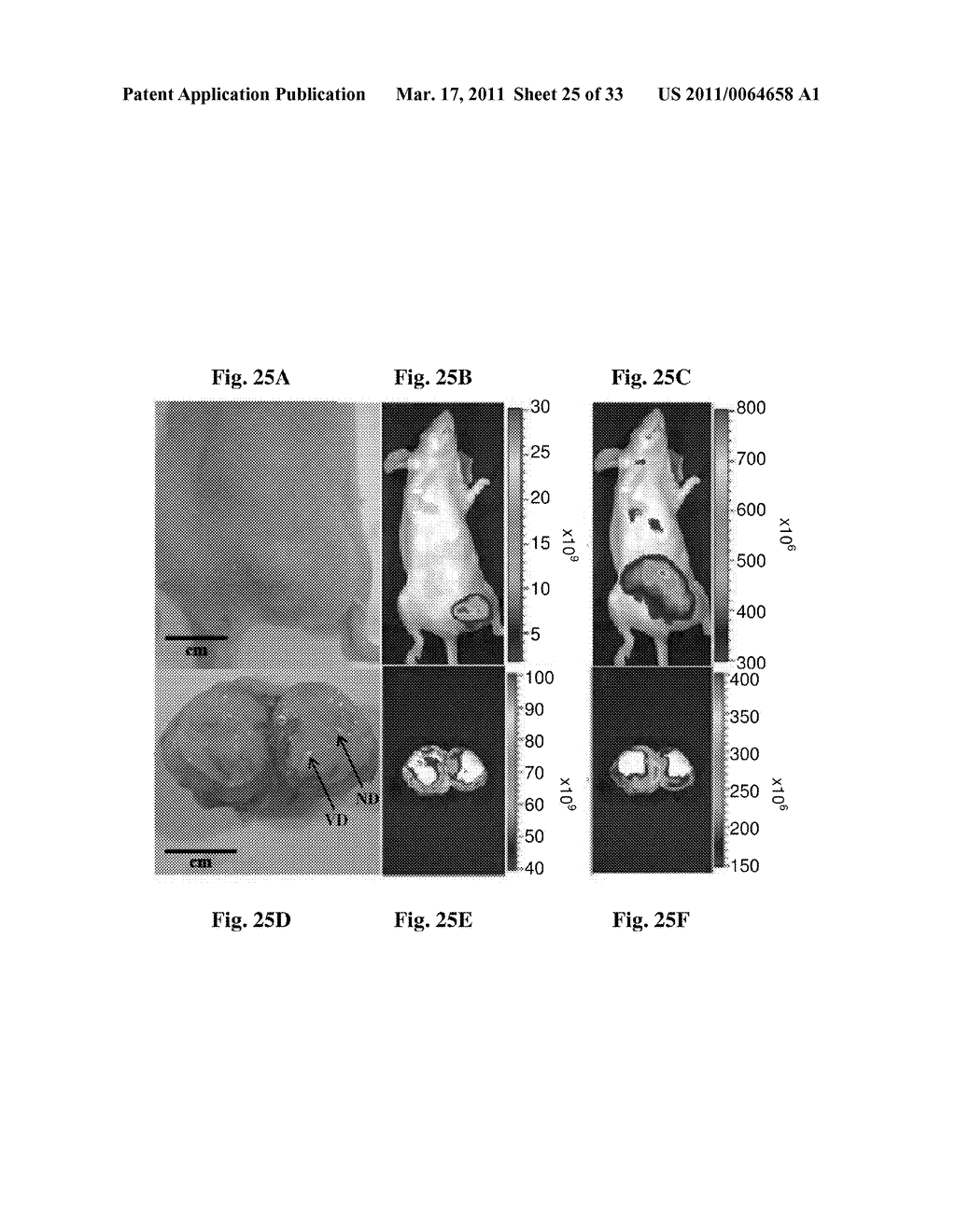 RGD-(bacterio)chlorophyll conjugates for photodynamic therapy and Imaging of Necrotic tumors - diagram, schematic, and image 26