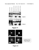 USE OF GALANIN IN A METHOD OF TREATING NEURODEGENERATIVE DISEASES OR CONDITIONS diagram and image